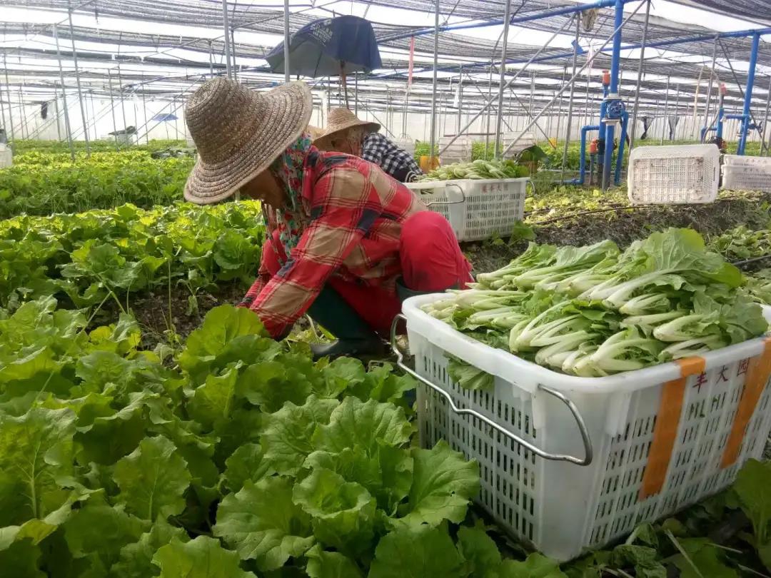 “菜籃子”成為群眾脫貧致富的“錢袋子” ——?？诹贺S大園種養(yǎng)